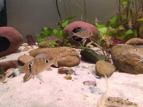 Aquarium Decorations Cichlid Stone Marine Rock Cave Decor Decorative Shelters Small Hiding Cave for Fish Betta Shrimp Cichlid Fish Tank Accessories Ornament