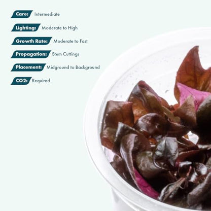 Live Plants - Purple Scarlet Temple (Alternanthera lilacina) - Moderate to High Light Reddish Purple Stem Plant for Midground to Background Aquascapes - Tissue Culture Cup - color: Alternanthera Reineckii Lilacina Red Stem
