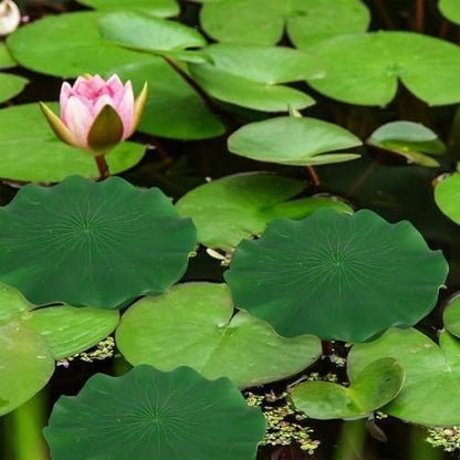 Simulated Lotus Leaves Floating Pond Decoration 5pcs Set 10-38cm Artificial Fish Tank Lotus-Leaf Water Lily Pads for Aquarium Garden Water Surface Display