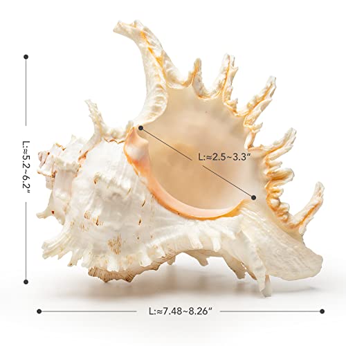 Giant Natural Conch Shell, Murex Ramosus Shell 1 Shell 7.5-9 inches | Large Sea Shell for Vase Filler, Air Plants, Home Decor, Wedding Decor Beach Theme Party, Aquarium Decoration Accessories