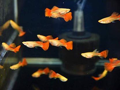 A.D.P. Fish Booster Pink Tropical Fish Food Micro Floating Pellet, Grow Faster & Color Enhancing High Protein 42% for Goldfish & All Aquarium Small Fish 60 g Newborn Fry Fish Feed Breeding Fish Care