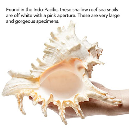 Giant Natural Conch Shell, Murex Ramosus Shell 1 Shell 7.5-9 inches | Large Sea Shell for Vase Filler, Air Plants, Home Decor, Wedding Decor Beach Theme Party, Aquarium Decoration Accessories