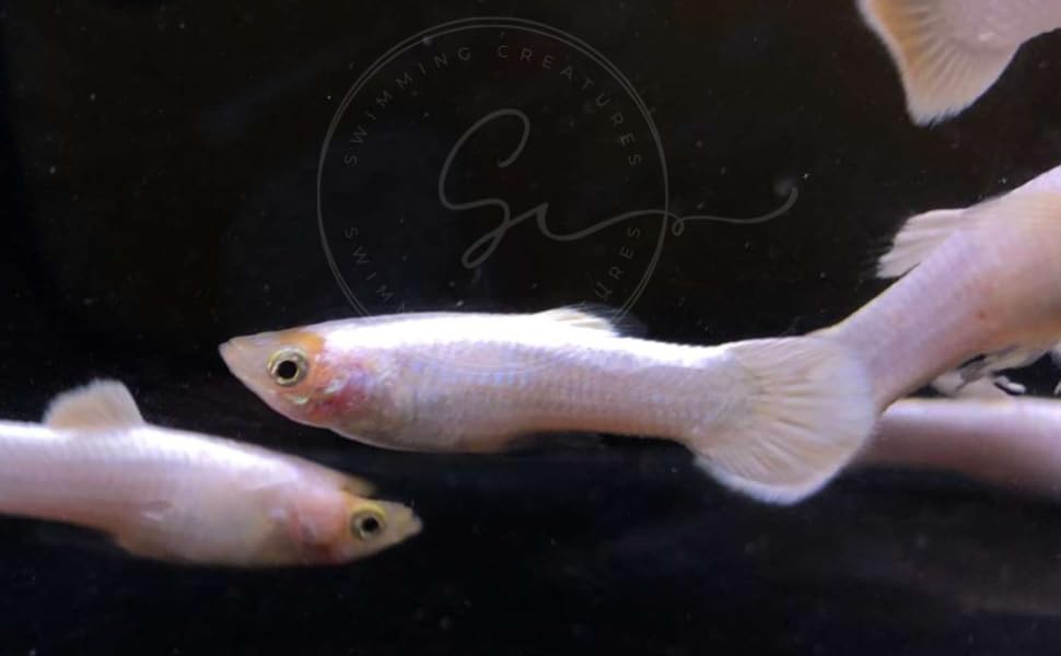 Swimming Creatures™ Tropical Live Guppy Freshwater Aquarium Fish (5 Platinum White Male Guppy) - color: 5 Platinum White Male Guppy