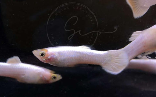 Swimming Creatures™ Tropical Live Guppy Freshwater Aquarium Fish (5 Platinum White Male Guppy) - color: 5 Platinum White Male Guppy