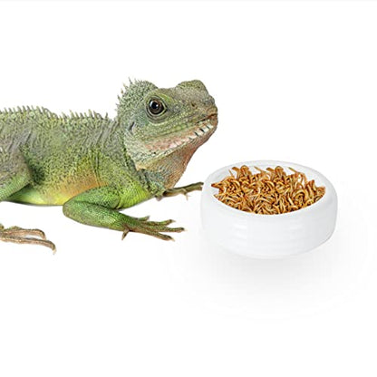 Reptile Food Bowls Ceramic Round Reptile Water Food Dish, Pet Food Bowl for Lizards, Small Snakes, Young Bearded Dragons, Gecko Tortoise Spider (White, Medium-1Pack)