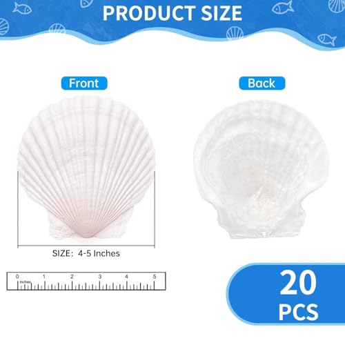 20PCS Natural Scallop Shells for Crafts, 4-5 in White Sea Shells, DIY Decor | Smooth, cleaned surfaces suit painting, resin art, candle making, baking displays, weddings, classrooms and ocean parties. - size: 20PCS (4-5in)