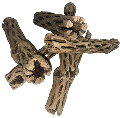 Awesome Aquatic Natural Cholla Choya Wood 5 Pieces 6” for Shrimp Habitat and Food Treat Hermit Crabs Plecos Aquarium Decoration Lowers pH Hideouts and Chew Toys Reptiles Thorn Free Dried Organic - size: 5 pc 6 inch