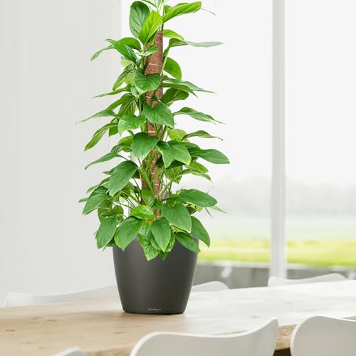 GROWNEER 24 Inch Moss Pole for Plants Indoor, 2 Pcs 15 Inch Stackable Coir Totem Monstera Support, Moss Sticks with 15pcs Labels and 78in Garden Ties, Stake for Climbing Snake Plants Indoor - size: 24 Inches