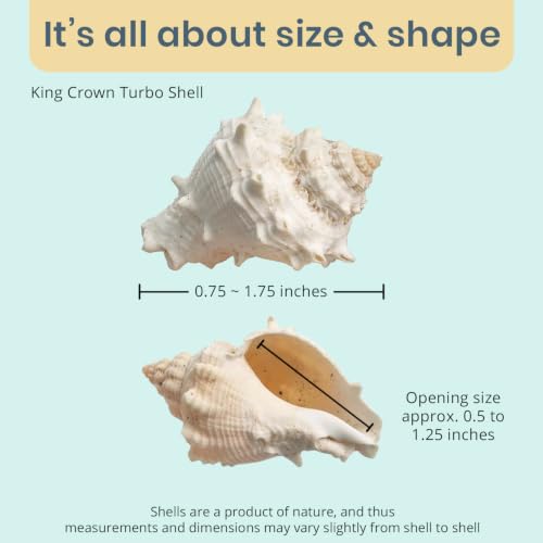 Hermit Crab Shells | Turbo Shells | 12 King Crown Turbo Shells 3/4"- 1 3/4" | Small Hermit Crab House for Décor | Plus Free Nautical eBook by Joseph Rains