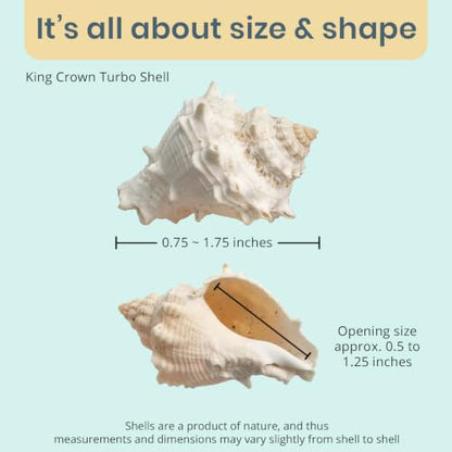 Hermit Crab Shells | Turbo Shells | 12 King Crown Turbo Shells 3/4"- 1 3/4" | Small Hermit Crab House for Décor | Plus Free Nautical eBook by Joseph Rains