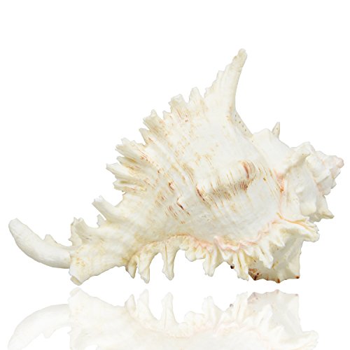 Large Natural Sea Shells, Murex Ramosus shells, Huge Ocean Conch 7-8 inches Jumbo Seashells Perfect for Wedding Decor Beach Theme Party, Home Decorations,DIY Crafts, Fish Tank and Shell Collectors