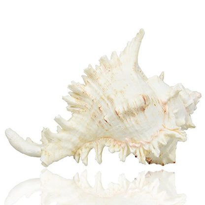 Large Natural Sea Shells, Murex Ramosus shells, Huge Ocean Conch 7-8 inches Jumbo Seashells Perfect for Wedding Decor Beach Theme Party, Home Decorations,DIY Crafts, Fish Tank and Shell Collectors