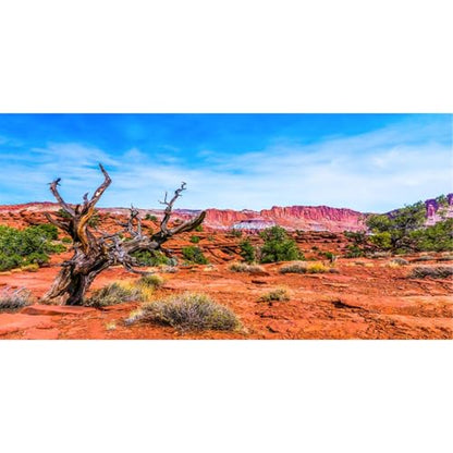 48x20 in Reptile Habitat Backdrop Blue Sky Oasis Desert Terrarium Backdrop - size: 48x20in/120x50cm
