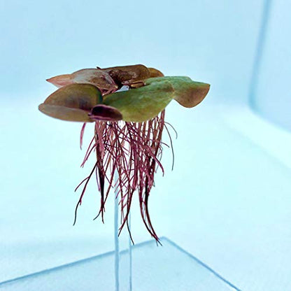 60+ Leaves Red Root Floaters Live Floating Plants for Aquarium (Phyllanthus Fluitans)…