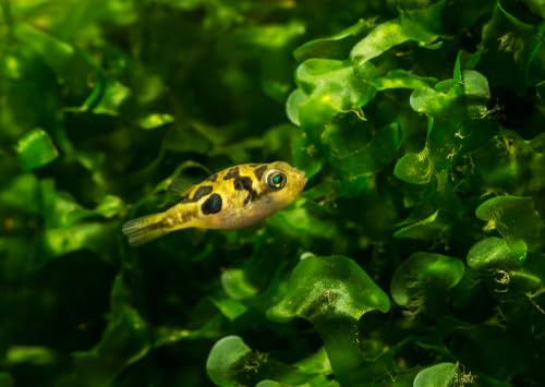 Swimming Creatures 4 Dwarf Pea Puffer Jenvnies (Carinotetraodon Travancoricus) Approx 1/2" Freshwater Aquarium Fish, 100% Live Arrival Guarantee.