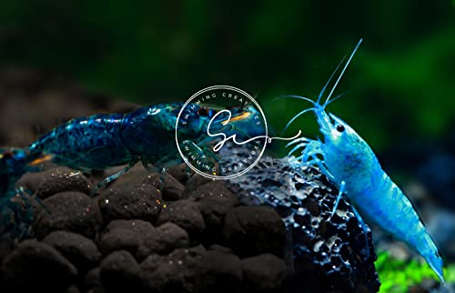 Swimming Creatures™ Premium Neocaridina Shrimp – Freshwater Aquarium Shrimp (10, Premium Mix (5 Colors)) - color: PREMIUM MIX (5 COLORS)
