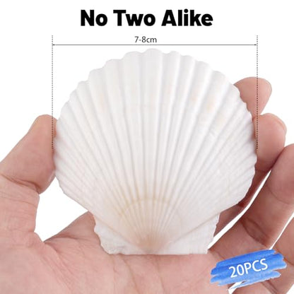 20 PCS 3 Inch Natural Scallop Shells for Crafts, Large Seashells Sea Shells | White Clam Shells for Crafting Decoupage Cake Baking Cooking Aquariums Table Party Decor DIY Painting Beach Wedding