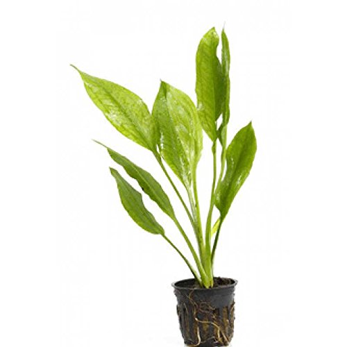 Potted Live Aquarium Plants | Freshwater Aquatic Plants for Aquariums (Amazon Sword) - color: Amazon Sword