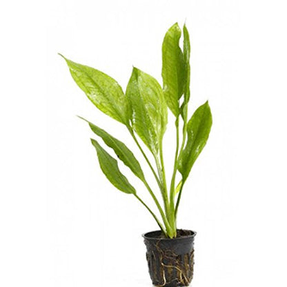Potted Live Aquarium Plants | Freshwater Aquatic Plants for Aquariums (Amazon Sword) - color: Amazon Sword