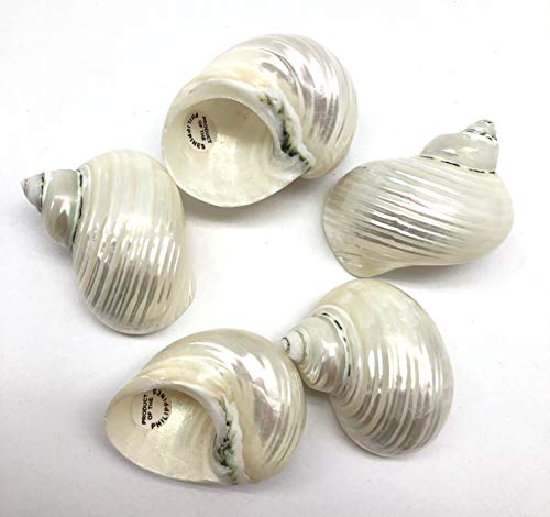 PEPPERLONELY 5PC Pearlized Silver Mouth Turbo, Hermit Crab Sea Shells, 1-1/2 Inch ~ 2 Inch - color: 15#. Pearlized Silver Mouth Turbo, 1-1/2 " ~ 2 "