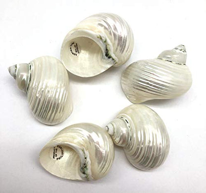PEPPERLONELY 5PC Pearlized Silver Mouth Turbo, Hermit Crab Sea Shells, 1-1/2 Inch ~ 2 Inch - color: 15#. Pearlized Silver Mouth Turbo, 1-1/2 " ~ 2 "