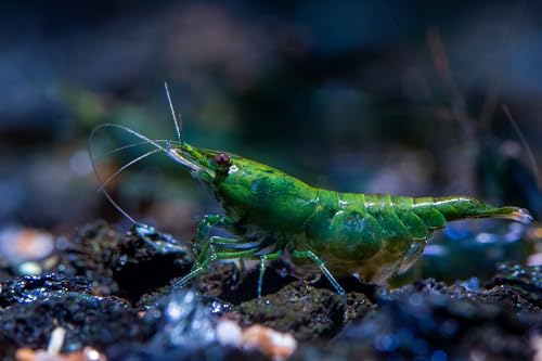 SF Aquatic™ 10 Green Diamond High Grade Neocaridina Live Freshwater Aquarium Shrimps Fully Mature Breeding Age. Live Arrival Guarantee. - color: Green Diamond, size: 10 Shrimps