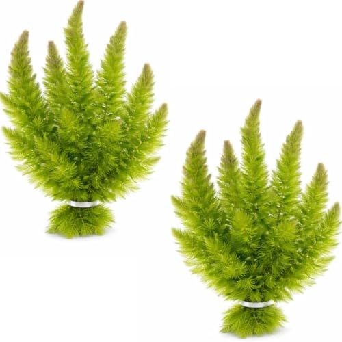 Swimming Creatures™ Live Aquarium Plants (2 Large Bunch Hornwort) - color: 2 Large Bunch Hornwort
