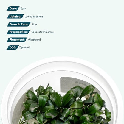 Live Aquarium Plant - Bucephalandra sp. Sekadau Bukit Betung - Snail Free in-Vitro Easy Care Freshwater Aquatic Plants for Aquascaping, Low - Med Light, Slow Growth - Tissue Culture - color: Bucephalandra sp. Sekadau Bukit Betung