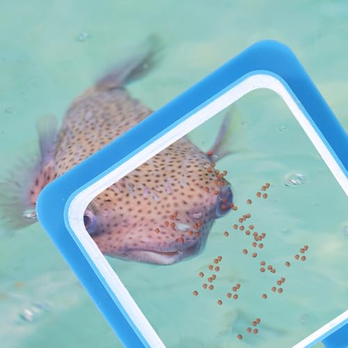 Cabilock 2pcs Blue Thickened Fish Feeding Rings Reusable Aquarium Feeder Circles for Tropical Fish Tank Feeding and Food Control