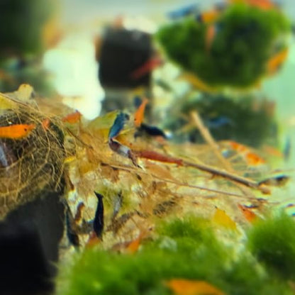 Swimming Creatures™ Freshwater Aquarium Shrimp - A Perfect Combo to Brighten Your Aquarium! (20 Mixed + 1 Mystery Snail)