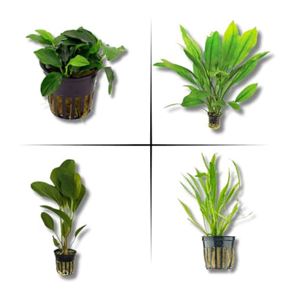 Live Aquarium Plants Bundle | Anubias Barteri, Amazon Sword, Dwarf Sagittaria, Easy Care Freshwater Plant Starter Pack for Fish Tank, No CO2 Required