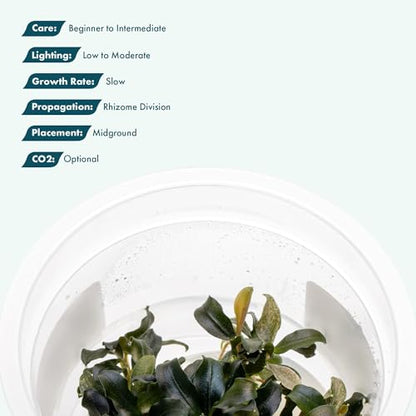 Live Plants - Bucephalandra sp. 'Sekadau Giant Blue - Low to Moderate Light, Deep Green with Blue Shimmer, Midground, Intermediate Difficulty - Tissue Culture, 1 Pack - color: Bucephalandra Sekadau Giant Blue