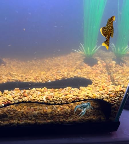 Chatelet REEFSHAPE - Abstract Aquarium Viewing Tunnel | Wavy Design Fish and Shrimp Hideout | Under-Substrate Tunnel | Made in USA (Black) - color: Black