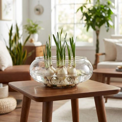 GANAZONO Clear Fish Bowl Vase Bubble Round Planter Terrarium Fish Bowl Aquatic Plant Pot Daffodil Pot Hydroponic Planter Tank Aquarium