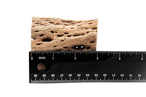 3, 6, 9, 12 Inch All Natural Teddy Bear Cholla Wood Extra Hollow Untreated Organic Aquarium Driftwood Decoration Chew Toy Shrimp Crab Cichlid Nano Tank Birds 1 or 5 Pieces (5 Pieces, 3 inch) - size: 5 Pieces, 3 inch