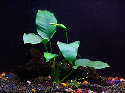 Texas Aquarium Plant Bundle - 20 Species Live Aquarium Plants Package