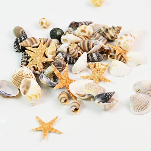 Tiny Mixed Ocean Beach Spiral Seashells &10 Small Starfish - for Fish Tank and Vase Filler, Beach Theme Party, Wedding Decor - DIY Craft Supplies (5-30mm) - size: 5-30mm