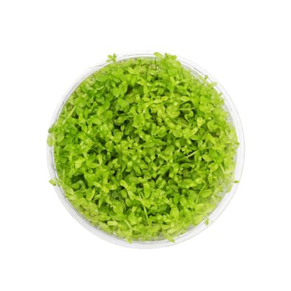 Live Plant - Pearl Weed (Hemianthus Micranthemoides) - Medium to High Light Foreground to Midground Carpet Placement for Aquascaping, Bright Green Accent - Tissue Culture, 1 Pack - color: Hemianthus Micranthemoides