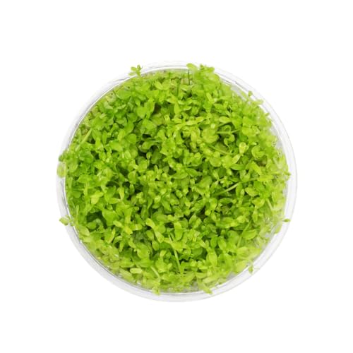 Live Plant - Pearl Weed (Hemianthus Micranthemoides) - Medium to High Light Foreground to Midground Carpet Placement for Aquascaping, Bright Green Accent - Tissue Culture, 1 Pack - color: Hemianthus Micranthemoides