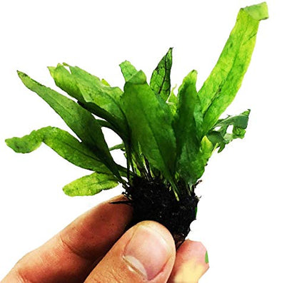 Microsorum Pteropus Narrow Potted Java Fern Live Aquarium Plant Decorations BUY2GET1FREE