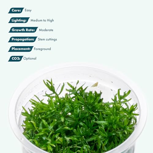 Live Plant - Peplis Diandra (Didiplis Diandra) - Foreground Stem with Bright Green and Orange Hues, Snail-Free in Vitro Aquarium Plant - Tissue Culture - color: Didiplis Diandra