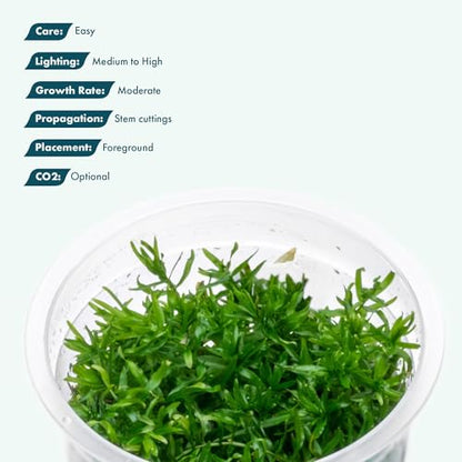 Live Plant - Peplis Diandra (Didiplis Diandra) - Foreground Stem with Bright Green and Orange Hues, Snail-Free in Vitro Aquarium Plant - Tissue Culture - color: Didiplis Diandra