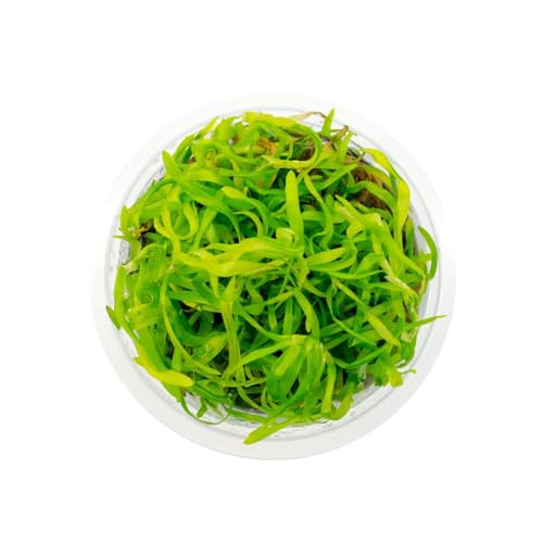 Live Plant - Heteranthera zosterifolia - Midground to Background Stem with Fast Growth, Snail-Free in Vitro Aquarium Plant - Tissue Culture - color: Heteranthera Zosterifolia