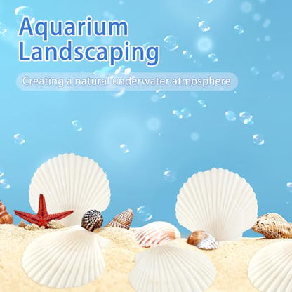 20 PCS 3 Inch Natural Scallop Shells for Crafts, Large Seashells Sea Shells | White Clam Shells for Crafting Decoupage Cake Baking Cooking Aquariums Table Party Decor DIY Painting Beach Wedding