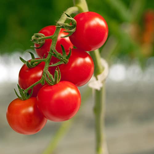 Piteno® 300Pcs Tomato Clips, Plastic Trellis Clips, Plant Support Clips, Grape Vine Tomato Vine Vegetables Plants Garden Support Clips to Grow Upright Makes Plants Healthier (Green) - color: Green