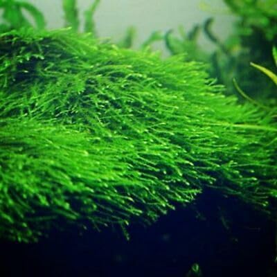 Swimming Creatures™ Live Aquarium Plants (Java Moss (50sq inch Portion)) - color: Java Moss (50sq inch Portion)
