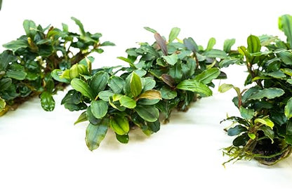 Bucephalandra Live Aquarium Plant Collection - Rare Aquatic Plants for Lush Aquarium Scapes, Natural Freshwater Fish Tank Decorations, Ideal Gift for Aquarists (Bucephalandra Pad (10+ Plants)) - style: Bucephalandra Pad (10+ Plants)