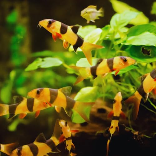 Neat&Tidy Clown Loach 1.5" - (3 Fish Pack) - Live Fish for Aquarium Exotic Freshwater
