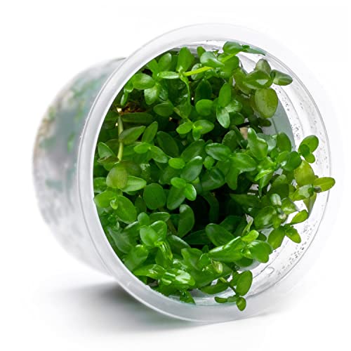 Live Plant - Bacopa Caroliniana Red Tissue Culture Aquatic Live Aquarium Plant - 100% Snail Free in Vitro Cup (Bacopa Caroliniana Red) - color: Bacopa Caroliniana Red