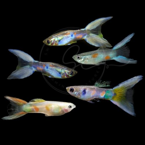 Swimming Creatures™ 5 Lyretail Male Guppies (Poecilia reticulata) Live Freshwater Aquarium Fish (Size Approx. 1") - color: 5 Lyretail Male Guppies